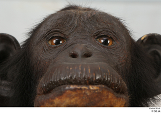 Chimpanzee Bonobo eye face mouth nose 0001.jpg